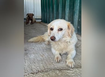 ♥MILLY♥ ab 4. Sep auf Pflegestelle bei Köln-wunderschöne, verschmuste,etwas unterwürfige Hündin 29cm