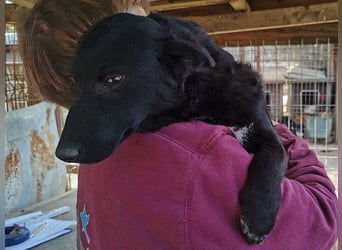 ♥BLACKJACK♥ wunderschöner, neugieriger, verschmuster und verspielter Junior mit lockigem Fell 32cm