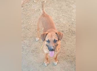 OLLI, lustiges Kerlchen, 1,5 Jahre, 36 cm, Mischling, Pflegestelle Köln, Tierschutz Rumänien