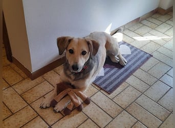 ♥MABLE♥ verliert ihr Zuhause bei Münster - hübsche, ganz liebe, anhängliche Hündin 40 cm