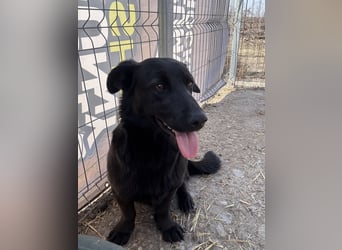 ⭐️MARIUCA⭐️, witzige, kleine Hündin, 3,5 Jahre, 37 cm, Mischling, Tierschutz Rumänien