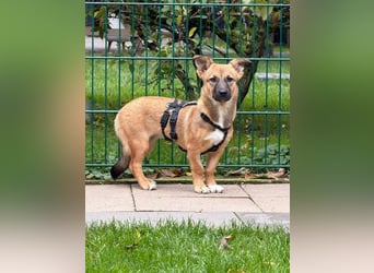 ♥INA♥ auf Pflegestelle bei Köln - süße, ganz liebe, anfangs noch unsichere Junghündin 32cm