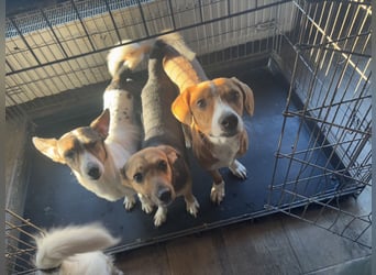 ⭐️MISSY⭐️, süßer Dackel-Mischling, Hündin, 4 Jahre, 31cm, Mischling, Tierschutz Rumänien