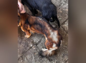 NOTFALL ♥POLLY♥ neu auf Pflegestelle bei Köln - ganz liebe, viel zu dünne kleine Junghündin 30cm