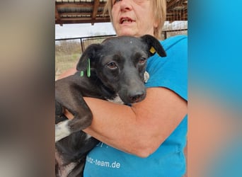 ♥SENNA♥ zuckersüße, liebe, noch unsichere kleine Hündin, die im Tierheim sehr gestresst ist 36 cm