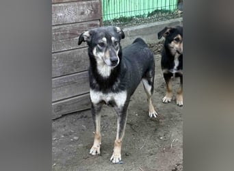 ⭐️ONYA⭐️, zurückhaltende Hündin, 3 Jahre, 40 cm, Mischling, Tierschutz Rumänien