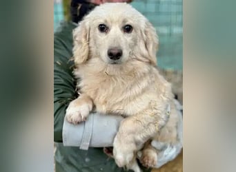 ♥PIPPO♥ süßer, charmanter, noch unsicherer kleiner Junior 30 cm