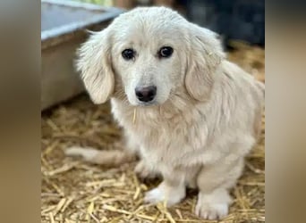 ♥PIPPO♥ süßer, charmanter, noch unsicherer kleiner Junior 30 cm