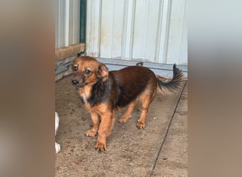 ♥PINKY♥ ab 4. Sep auf Pflegestelle bei Köln-süßes, superliebes Hundemädchen ca 35 cm (kleinbleibend)