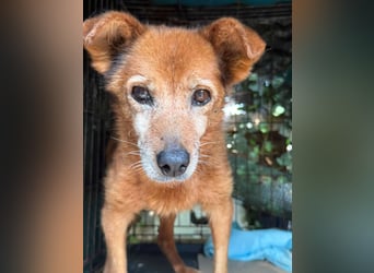 Notfell ⭐️SENORITA⭐️, liebevolle Hunde-Omi, 12 Jahre, 30 cm, Tierschutz Rumänien