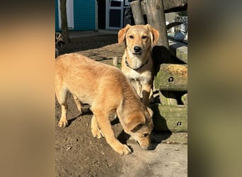 ♥DENNIS♥ auf Pflegestelle bei Köln -süßer, zutraulicher, verspielter kleiner Welpenjunge 39cm