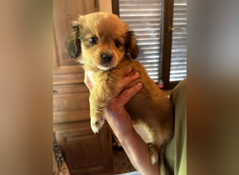 ⭐️Doll⭐️,  tolles Welpenmädchen, Mischling, 3 Monate, 20 cm, Tierschutz Rumänien