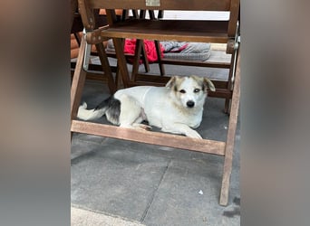 ♥TARA♥ neu auf Pflegest bei Köln-zarte,anfangs noch vorsichtige Hündin, die immer mehr aufblüht 30cm