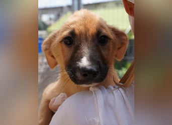 ⭐️THILO⭐️, süßer Welpenjunge, 3 Monate, 30 cm, Mischling, Tierschutz Rumänien