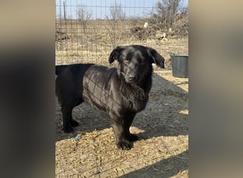 ⭐️MARIUCA⭐️, witzige, kleine Hündin, 3,5 Jahre, 37 cm, Mischling, Tierschutz Rumänien
