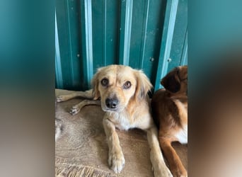 ♥BARLEY♥ ab 31. Juli auf Pflegestelle bei Köln - wunderschöner, menschenbezogener Junghund 40cm