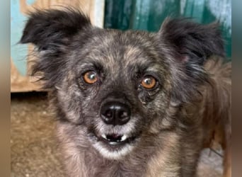 ♥SMOKEY♥ ab 31. Jul auf Pflegestelle bei Köln -süßer, zarter, menschenbezogener kleiner Rüde 35-40cm