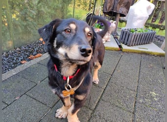 ♥MIMMI♥ neu auf Pflegestelle bei Aachen - ganz süße und zutrauliche Dackel-Mix-Hündin 36 cm