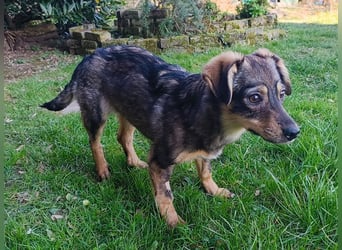 ♥HEIDI♥ neu auf Pflegestelle bei Köln - süße Welpin, die im Moment aufgepäppelt wird 32cm (wachsend)