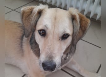♥MABLE♥ verliert ihr Zuhause bei Münster - hübsche, ganz liebe, anhängliche Hündin 40 cm