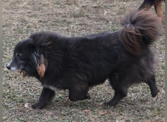 ♥PEPSI♥ ab 31. Jul auf Pflegestelle bei Köln-süße, sehr zutrauliche und menschenbezogene Hündin 37cm
