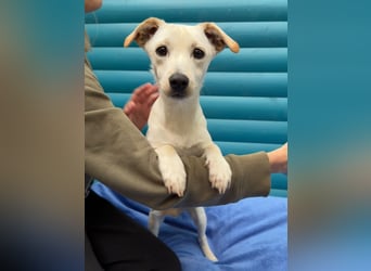 ♥LUNA♥ auf Pflegestelle bei Köln - niedliche, noch unsichere kleine Junghündin 35cm