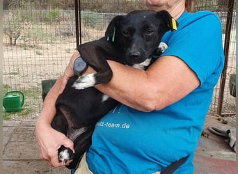 ♥SENNA♥ zuckersüße, liebe, noch unsichere kleine Hündin, die im Tierheim sehr gestresst ist 36 cm