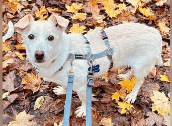 ♥MAMBO♥ auf Pflegestelle in Köln - verschmuster, anhänglicher kleiner Rüde 33 cm