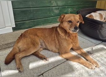 ♥MARILOU♥ auf Pflegestelle bei Köln - absolut menschenbezogene und verschmuste Hündin 40cm