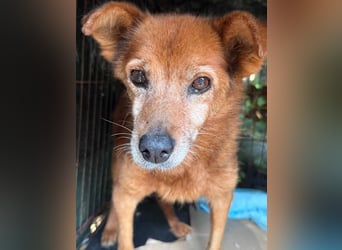 Notfell ⭐️SENORITA⭐️, liebevolle Hunde-Omi, 12 Jahre, 30 cm, Tierschutz Rumänien