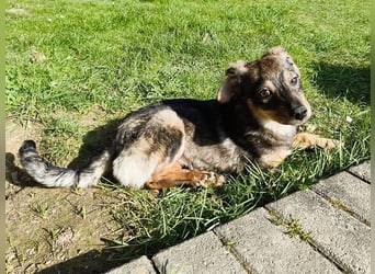 ♥HEIDI♥ neu auf Pflegestelle bei Köln - süße Welpin, die im Moment aufgepäppelt wird 32cm (wachsend)