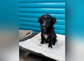 ♥TOKIO♥ auf Pflegestelle bei Köln - zuckersüßer, verspielter kleiner Welpe 28 cm