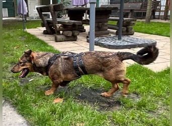 ♥MAYA♥ neu auf Pflegestelle bei Köln - süße, ganz liebe, noch unsichere kleine Junghündin 35 cm