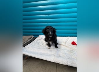 ♥TOKIO♥ auf Pflegestelle bei Köln - zuckersüßer, verspielter kleiner Welpe 28 cm