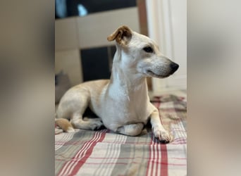 ♥LUNA♥ auf Pflegestelle bei Köln - niedliche, noch unsichere kleine Junghündin 35cm