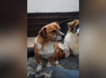 ⭐️TAC⭐️, Zuckerstück, Rüde, 2,5 Jahre, 35 cm, Mischling, Tierschutz Rumänien