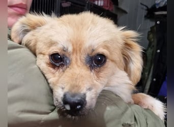 ♥LILO♥ niedliche, zarte kleine Junghündin, die in einer Quarantänebox untergebracht ist 28 cm