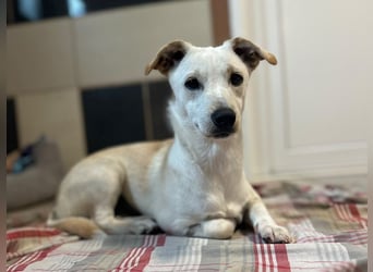 ♥LUNA♥ auf Pflegestelle bei Köln - niedliche, noch unsichere kleine Junghündin 35cm