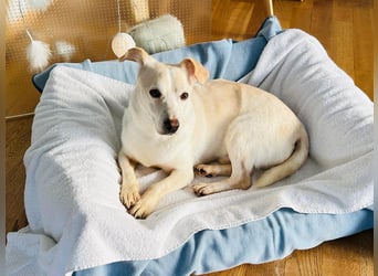 ♥MAMBO♥ auf Pflegestelle in Köln - verschmuster, anhänglicher kleiner Rüde 33 cm