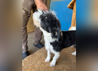 ♥OREO♥ ab 4. Sep auf Pflegestelle bei Köln- süßer, total freundlicher und aufgeschlossener Rüde 28cm