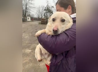 ♥ELIO♥ zarter, sensibler, noch unsicherer Jungrüde mit den großen Knopfaugen 35 cm