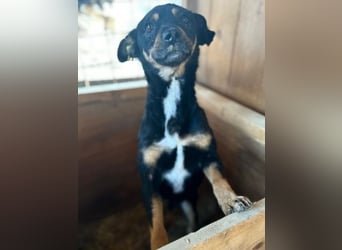 ♥OLIVER♥ süßer, zarter, lieber kleiner Rüde, der mit seinem kurzen Fell im Tierheim friert 40 cm