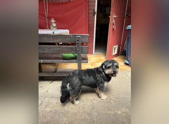 MINNIE, kleiner Frechdachs, 2 Jahre, 35 cm, Pflegestelle Düsseldorf, Tierschutz Rumänien
