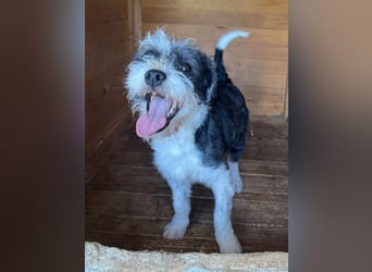 ♥OREO♥ ab 4. Sep auf Pflegestelle bei Köln- süßer, total freundlicher und aufgeschlossener Rüde 28cm
