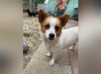 ♥NANA♥ ab 31. Jul auf Pflegest bei Köln -süße, sehr zutrauliche, kinderliebe, lustige Hündin 30-35cm