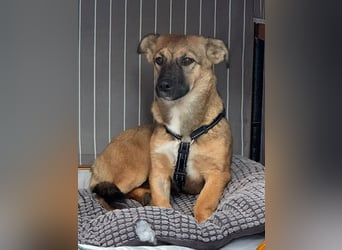 ♥INA♥ auf Pflegestelle bei Köln - süße, ganz liebe, anfangs noch unsichere Junghündin 32cm
