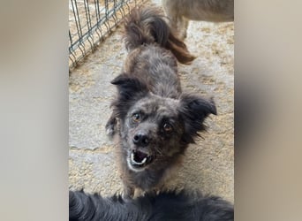 ♥SMOKEY♥ ab 31. Jul auf Pflegestelle bei Köln -süßer, zarter, menschenbezogener kleiner Rüde 35-40cm