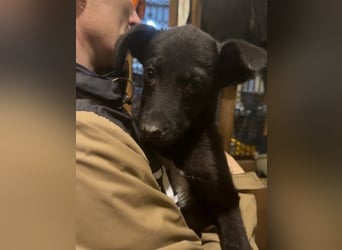 ⭐URBAN⭐, neugieriger Hundemann, 9 Monate, 33 cm, Mischling, Tierschutz Rumänien