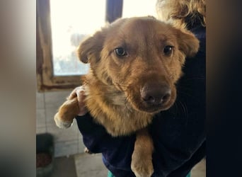 ♥MANOLO♥ ab 15. Aug auf Pflegestelle bei Köln - süßer, knuffiger, ganz lieber kleiner Kerl 40cm