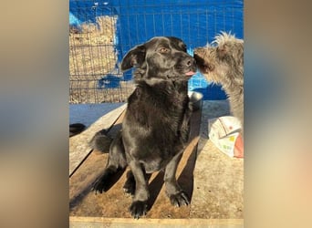 ⭐️MARIUCA⭐️, witzige, kleine Hündin, 3,5 Jahre, 37 cm, Mischling, Tierschutz Rumänien